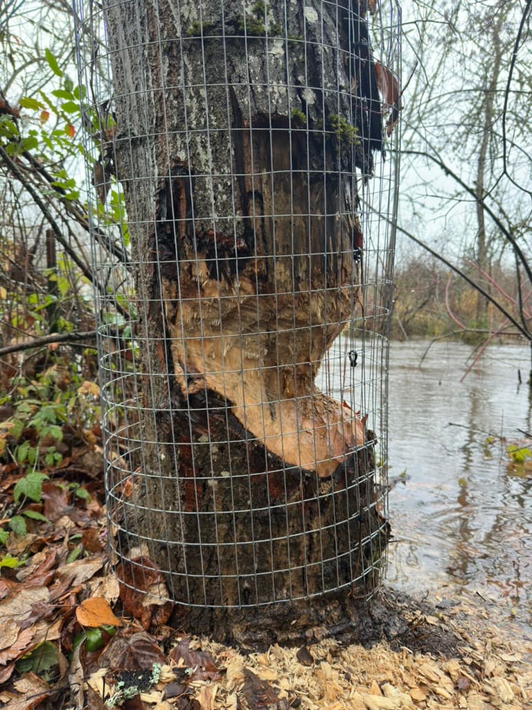 Tree Caging