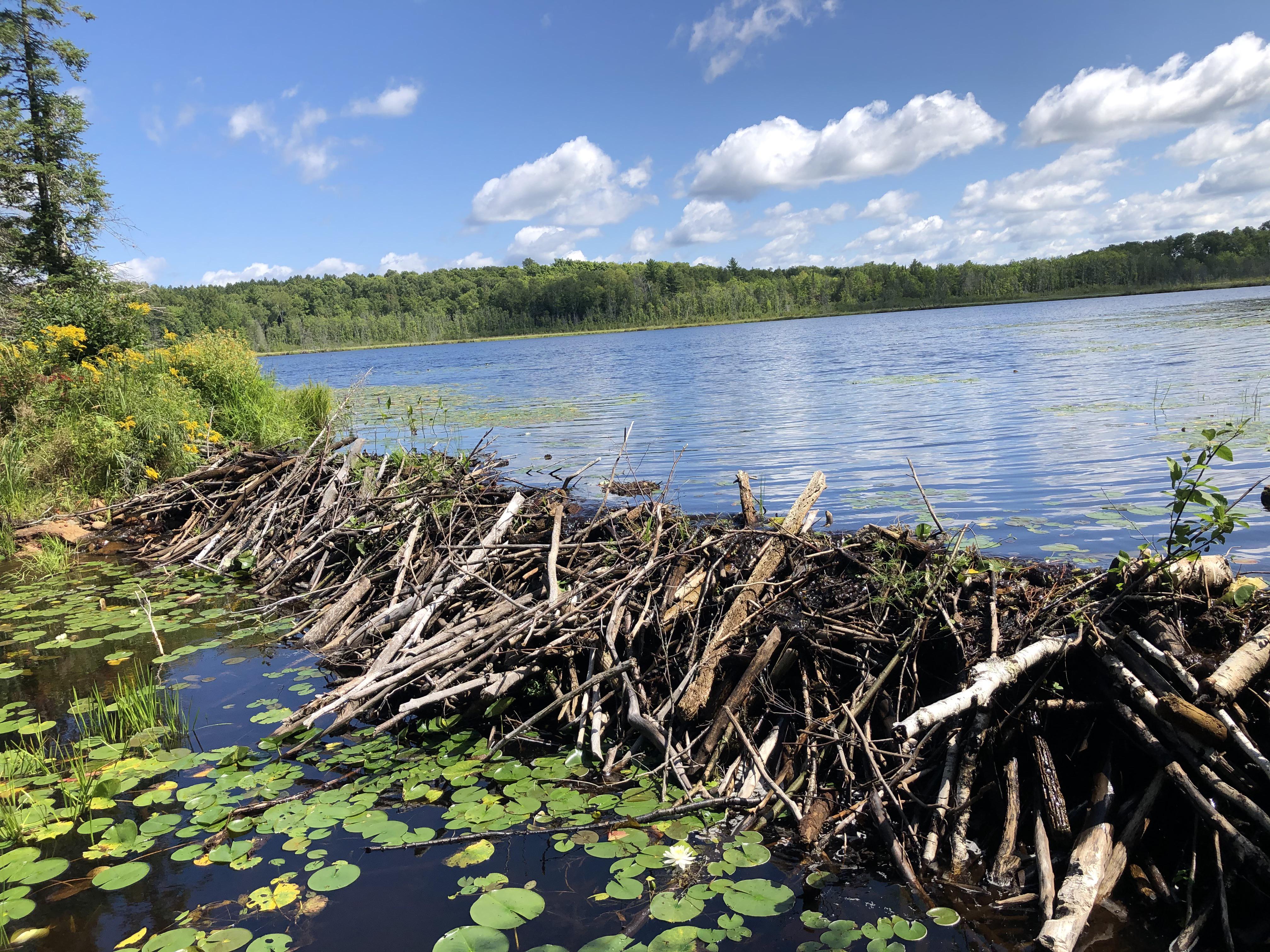 Beaver habitat